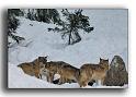 152-MH01231-loup-canis-lupus_parc alfa